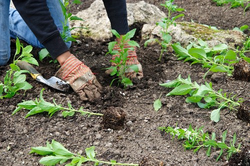 Seasonal gardening services by Brixton professionals